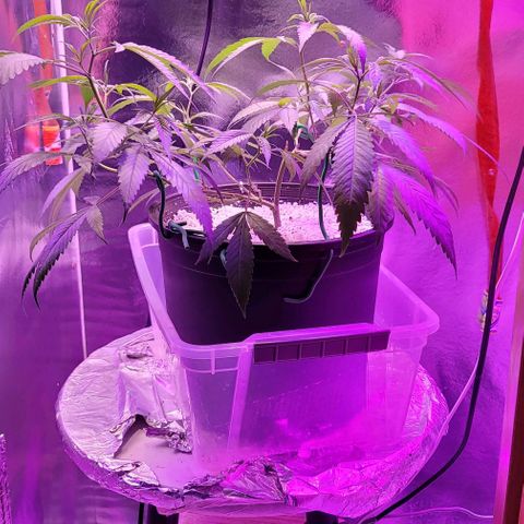 Happy Jack growlog timeline photo