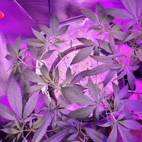 Happy Jack growlog timeline photo