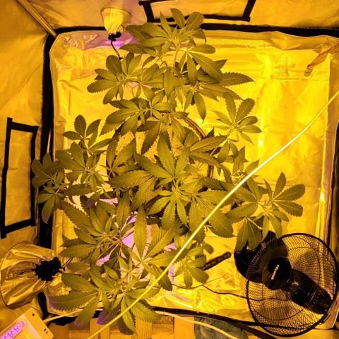 Happy Jack growlog photo: Moved to flowering tent with 600 watt hps. Switched to 12/12.
