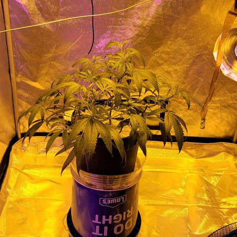 Happy Jack growlog photo: Moved to flowering tent with 600 watt hps. Switched to 12/12.