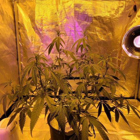 Happy Jack growlog timeline photo