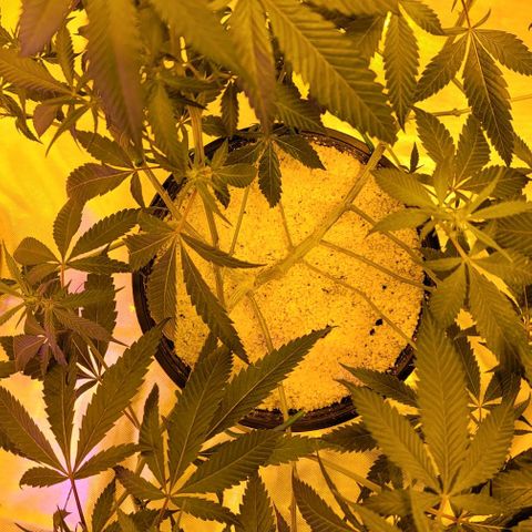 Happy Jack growlog timeline photo