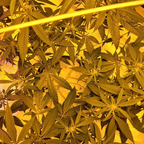 Happy Jack growlog timeline photo