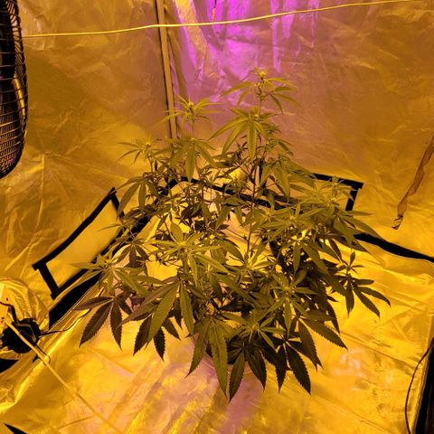 Happy Jack growlog timeline photo