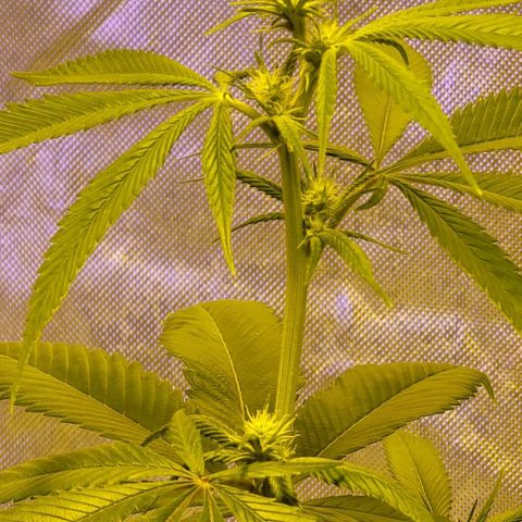 Happy Jack growlog timeline photo