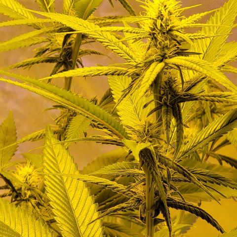 Happy Jack growlog timeline photo