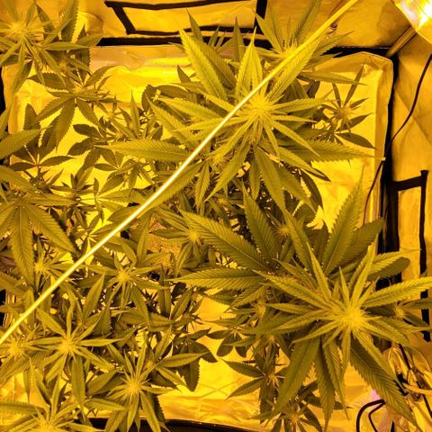 Happy Jack growlog timeline photo