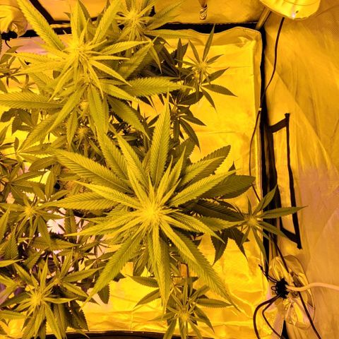 Happy Jack growlog timeline photo