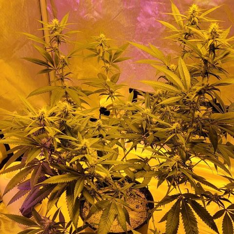 Happy Jack growlog timeline photo