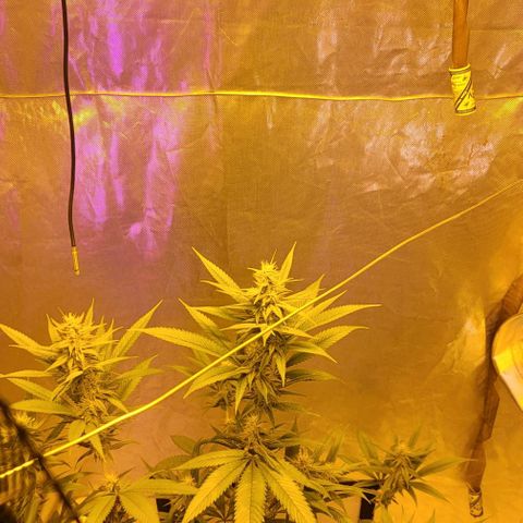 Happy Jack growlog timeline photo