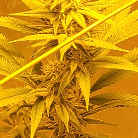 Happy Jack growlog timeline photo