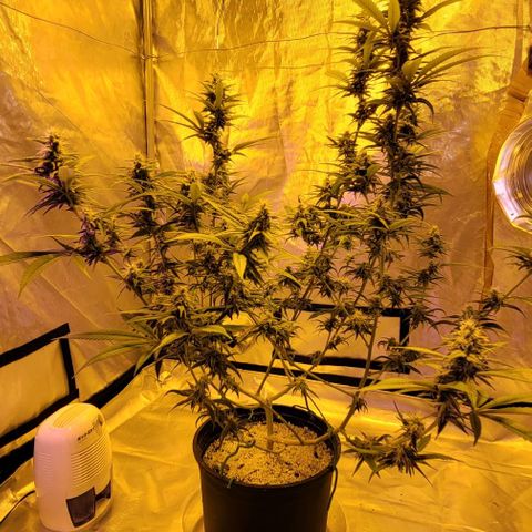 Happy Jack growlog timeline photo