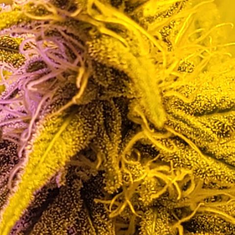 Happy Jack growlog timeline photo