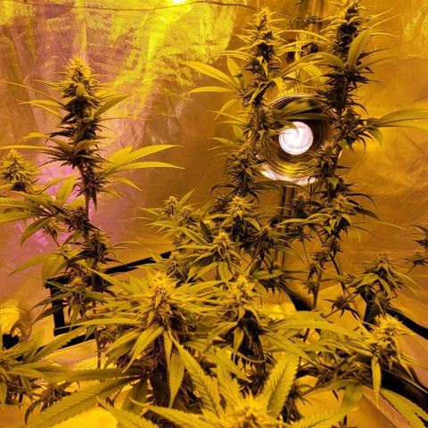 Happy Jack growlog timeline photo