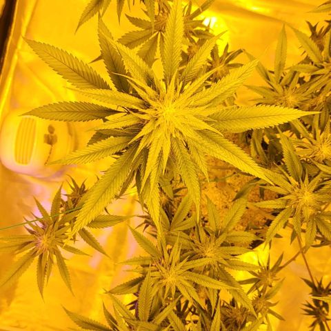 Happy Jack growlog timeline photo