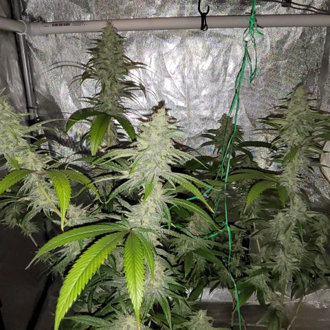 Happy Jack growlog timeline photo