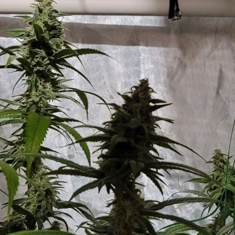 Happy Jack growlog timeline photo