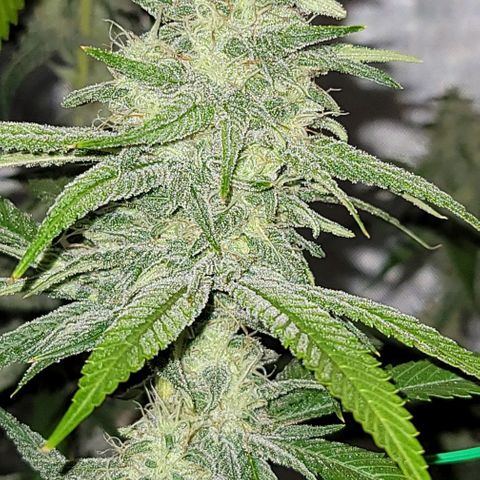 Happy Jack growlog timeline photo