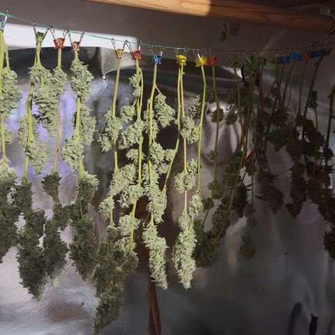 Happy Jack growlog timeline photo
