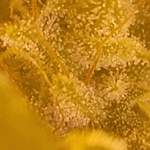 Happy Jack growlog timeline photo