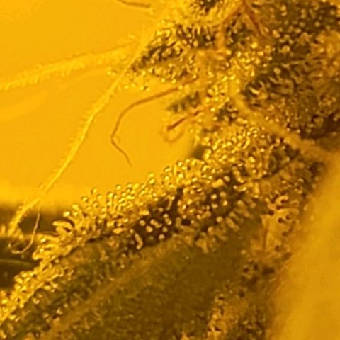 Happy Jack growlog timeline photo