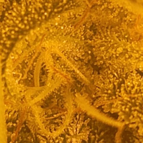 Happy Jack growlog timeline photo
