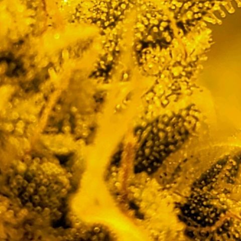 Happy Jack growlog timeline photo