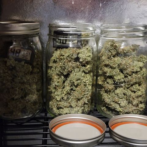 Happy Jack growlog photo: 3.5 ounce yield 