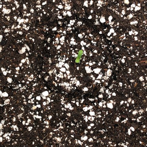 Mango Smile growlog photo: Cotelydons open!! Will start seedling strength nutes probably tomorrow!