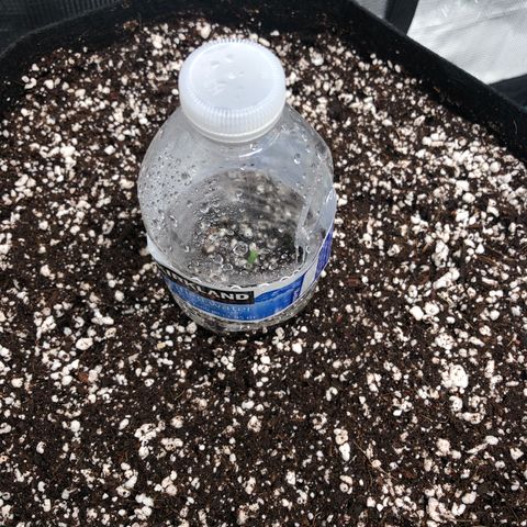 Mango Smile growlog timeline photo