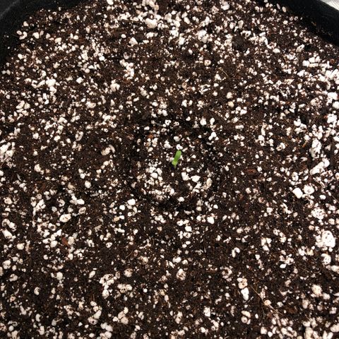 Mango Smile growlog photo: Cotelydons open!! Will start seedling strength nutes probably tomorrow!