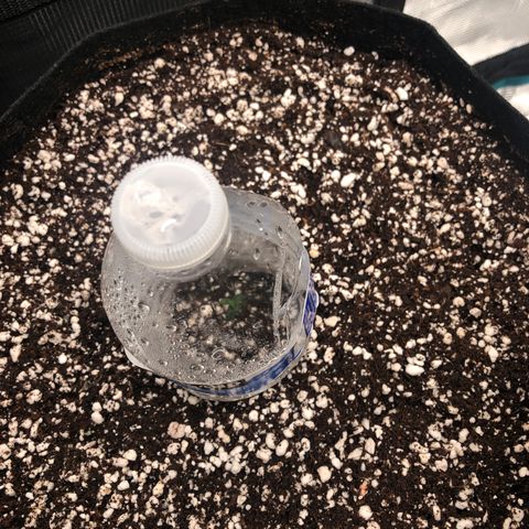 Mango Smile growlog photo: First set of leaves peeking out. 