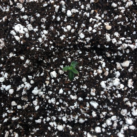 Mango Smile growlog photo: First set of leaves peeking out. 