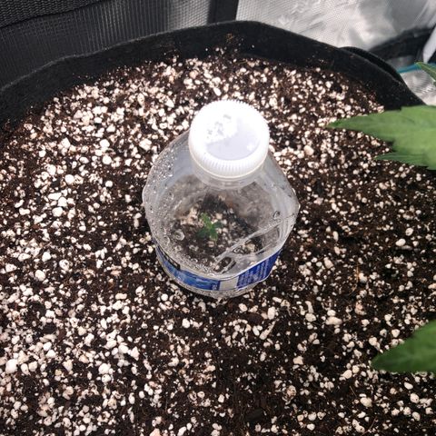 Mango Smile growlog photo: Am