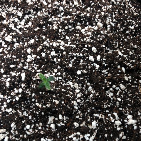 Mango Smile growlog photo: Am
