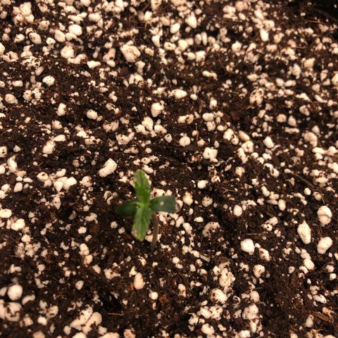 Mango Smile growlog timeline photo