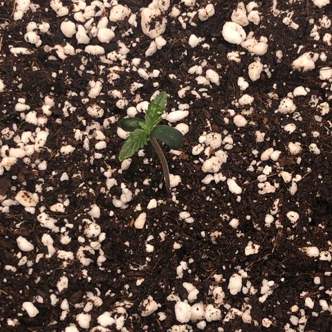Mango Smile growlog photo: pm-removed humidity bowl