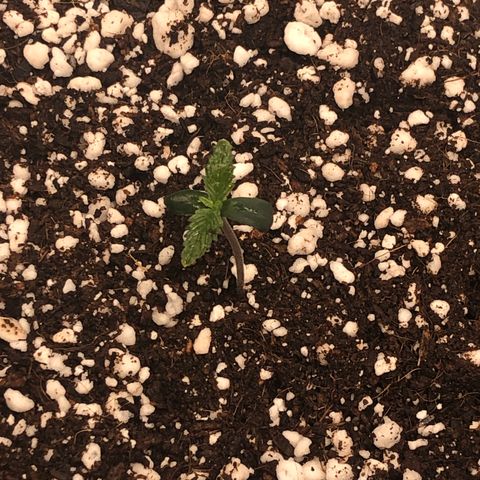 Mango Smile growlog timeline photo