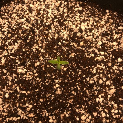 Mango Smile growlog photo: 1915