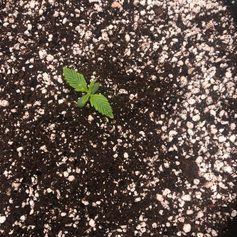 Mango Smile growlog photo: 0130-little light burn 😬