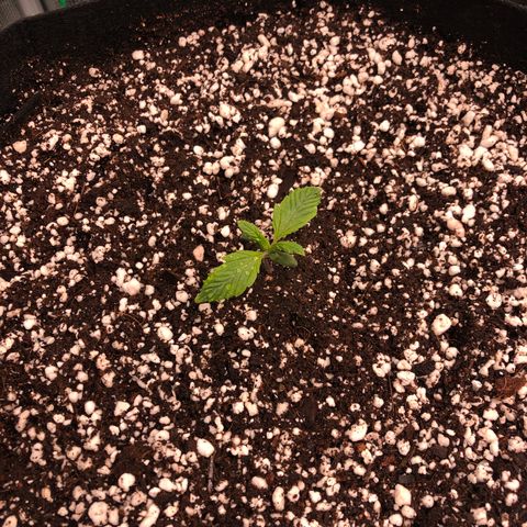 Mango Smile growlog photo: 2230