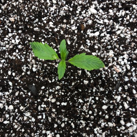 Mango Smile growlog photo: 2245