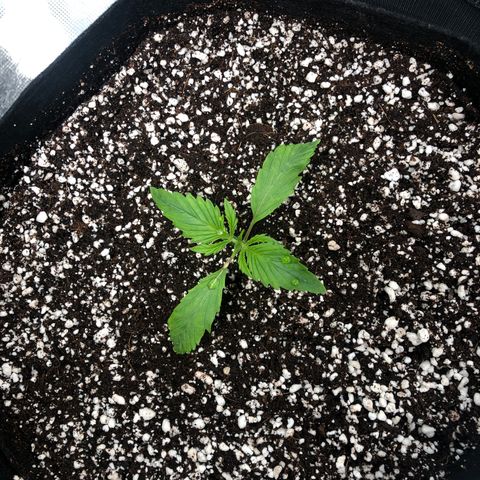 Mango Smile growlog photo: 2100