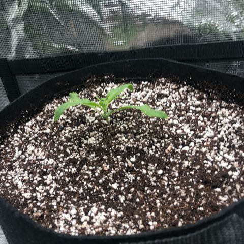 Mango Smile growlog photo: 2110