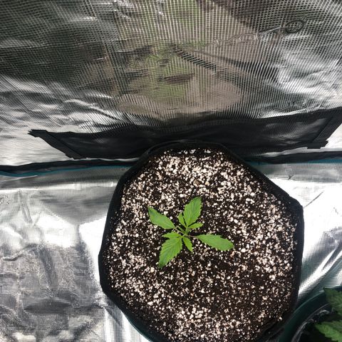 Mango Smile growlog timeline photo