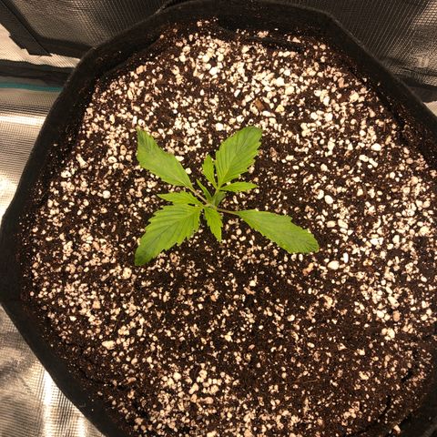 Mango Smile growlog timeline photo