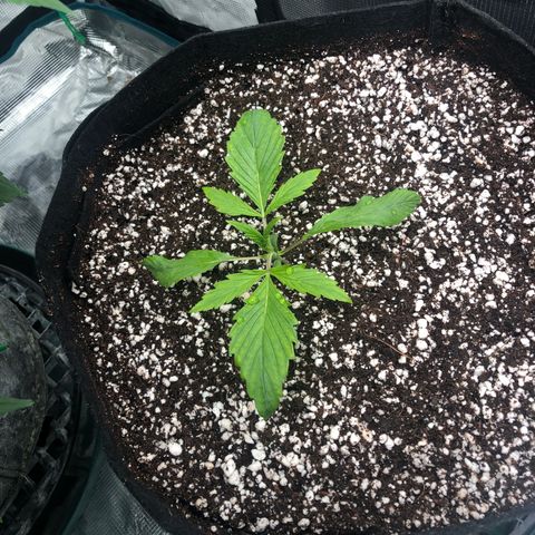 Mango Smile growlog photo: 2330