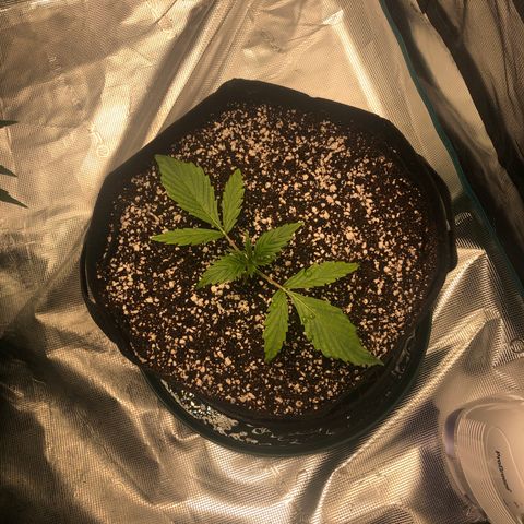 Mango Smile growlog photo: 2220