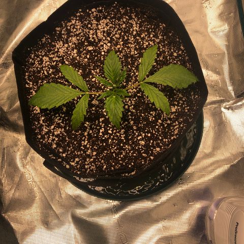 Mango Smile growlog photo: 1210