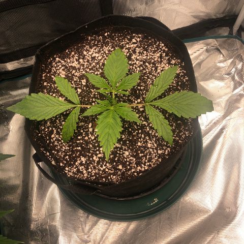 Mango Smile growlog photo: 2245